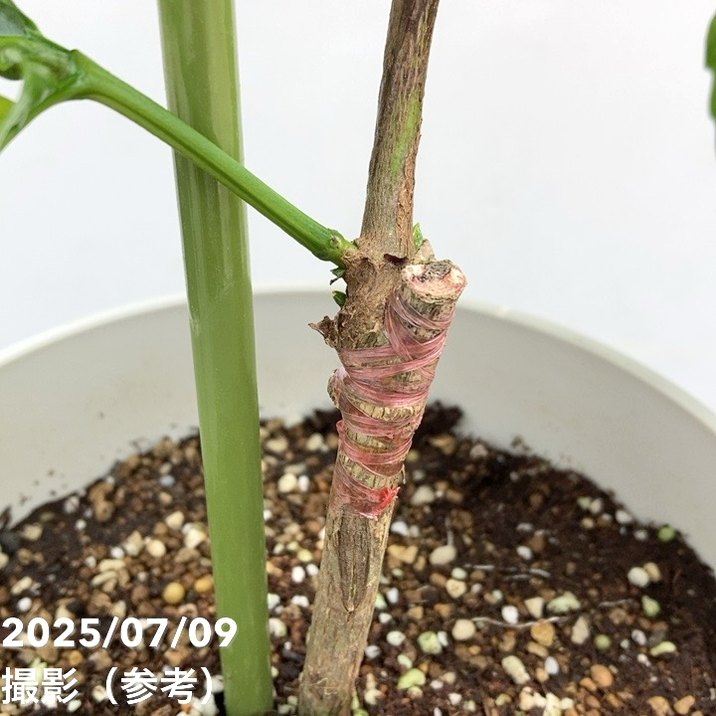 【激レア!現品お届け】コーヒーの木 アラビカ 6号 斑入り 接木苗 白プラ鉢(S170)|観葉02-D2