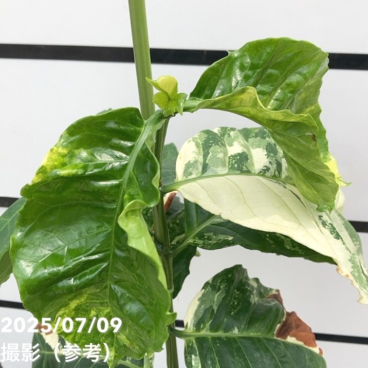 【激レア!現品お届け】コーヒーの木 アラビカ 6号 斑入り 接木苗 白プラ鉢(S170)|観葉02-D2