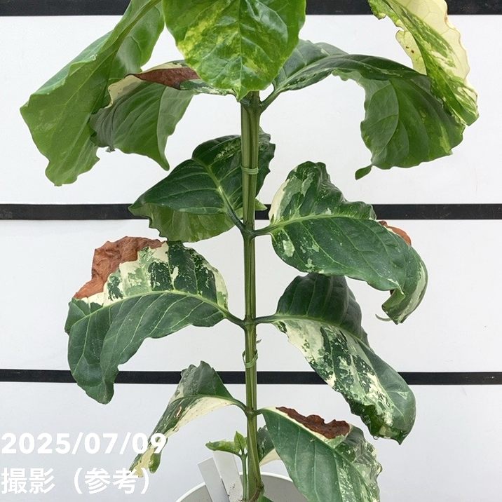 【激レア!現品お届け】コーヒーの木 アラビカ 6号 斑入り 接木苗 白プラ鉢(S170)|観葉02-D2