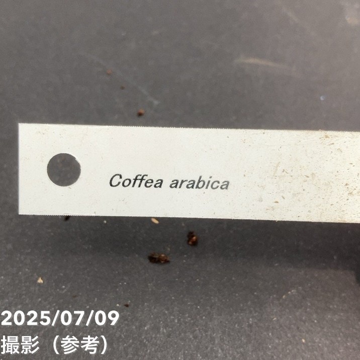 【激レア!現品お届け】コーヒーの木 アラビカ 6号 斑入り 接木苗 白プラ鉢(S170)|観葉02-D2