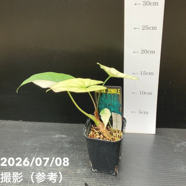 決算P5倍！8/2まで】【お買い得！】【現品お届け】アロカシア シンポ