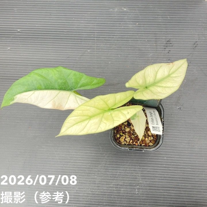 お買い得！】【現品お届け】アロカシア シンポ アルボ Alocasia simpo