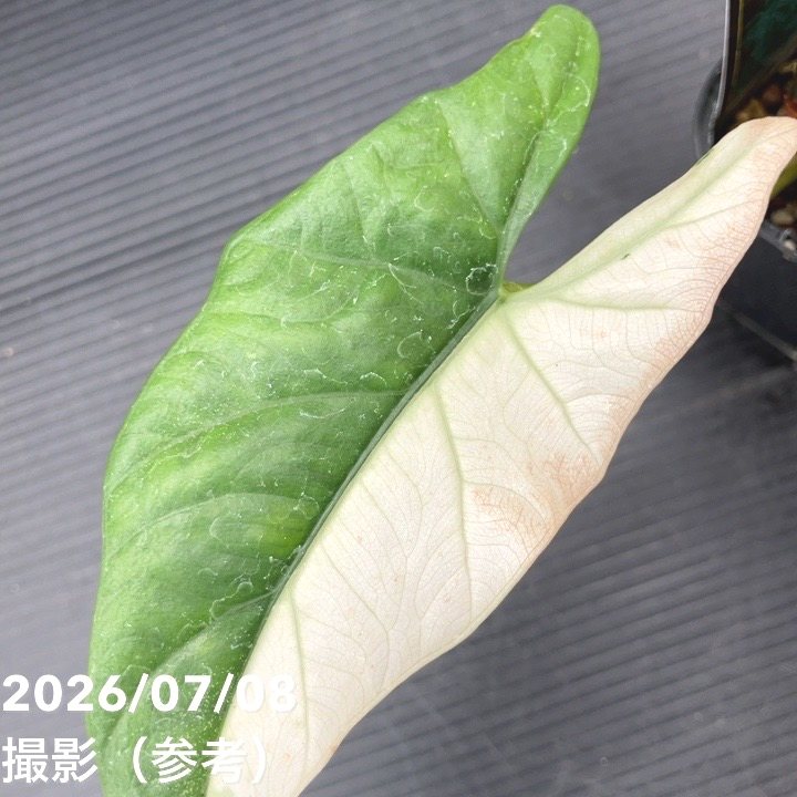 決算P5倍！8/2まで】【お買い得！】【現品お届け】アロカシア シンポ