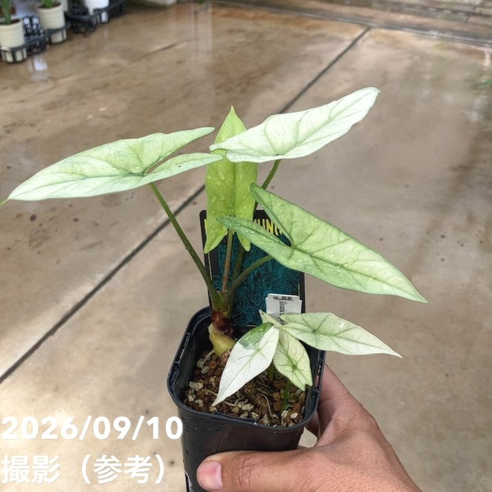 お買い得！】【現品お届け】アロカシア シンポ アルボ Alocasia simpo
