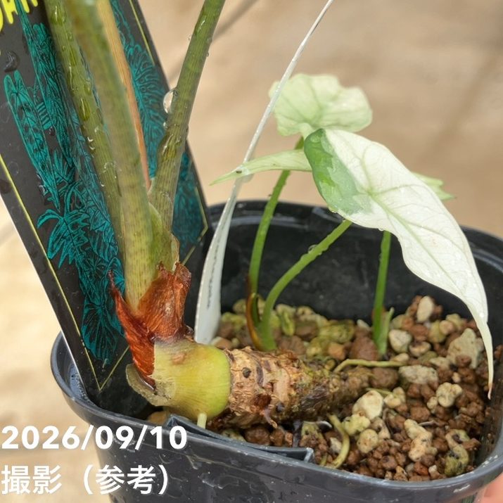 お買い得！】【現品お届け】アロカシア シンポ アルボ Alocasia simpo