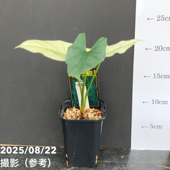 現品お届け】アロカシア シンポ アルボ Alocasia simpo albo