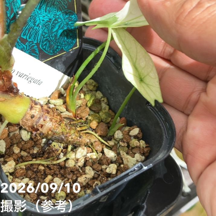 お買い得！】【現品お届け】アロカシア シンポ アルボ Alocasia simpo