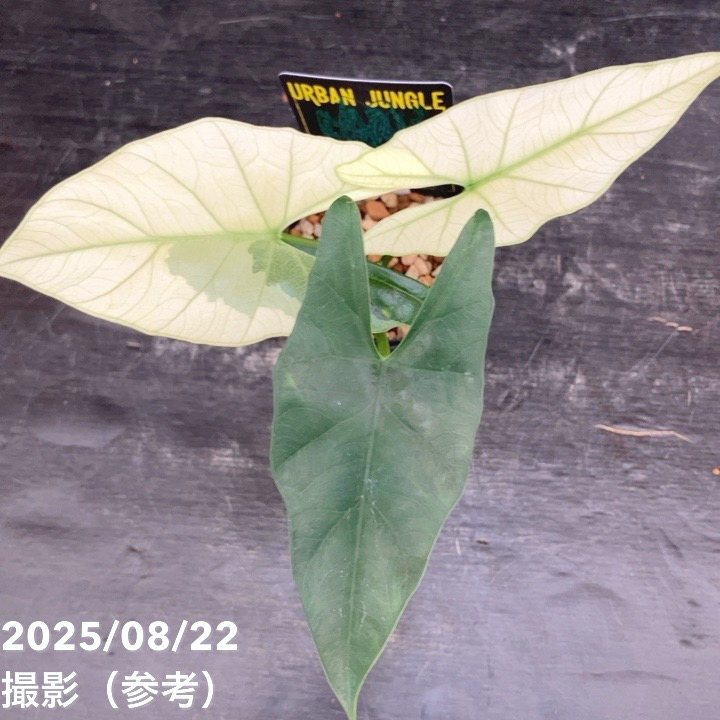 現品お届け】アロカシア シンポ アルボ Alocasia simpo albo