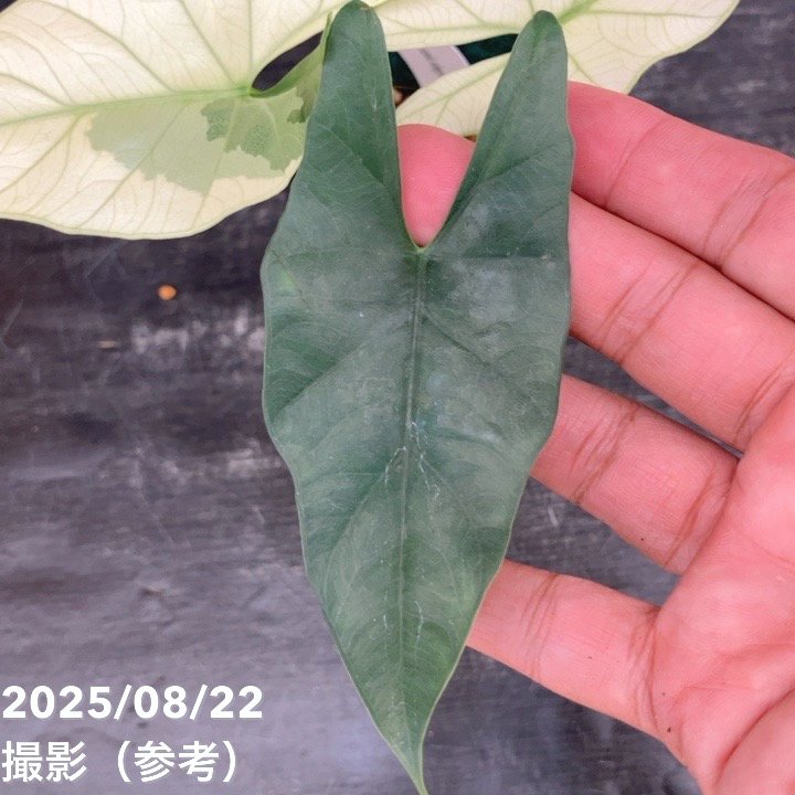現品お届け】アロカシア シンポ アルボ Alocasia simpo albo