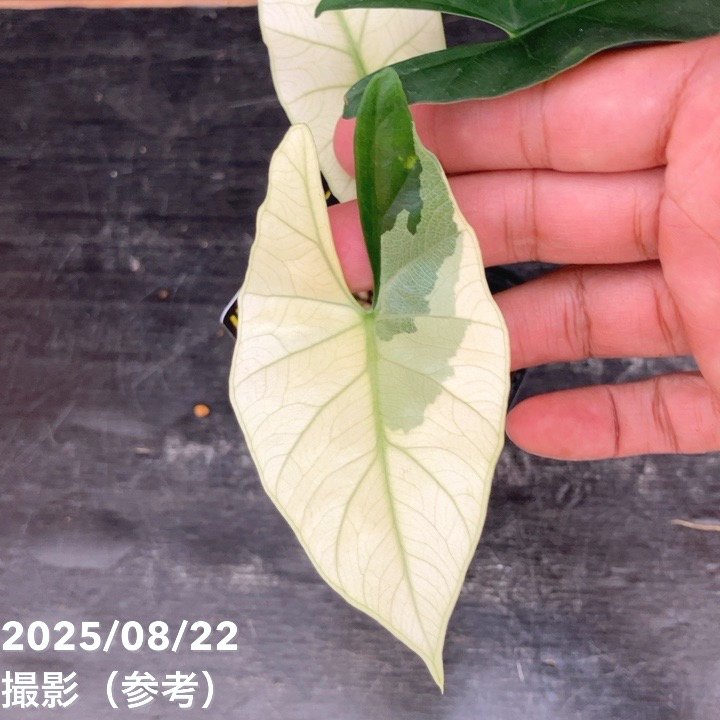 速達【アロカシア・シンポ　albo var.】芋 現品お届け】アロカシア シンポ アルボ Alocasia simpo albo