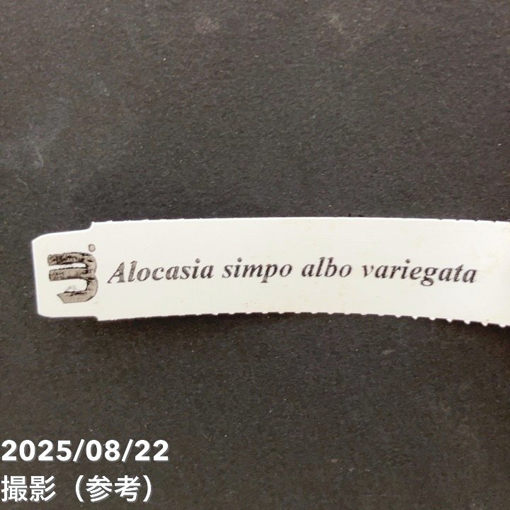 現品お届け】アロカシア シンポ アルボ Alocasia simpo albo