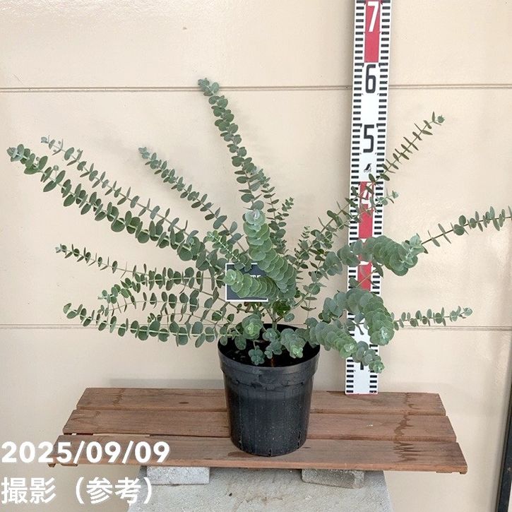 ユーカリ シルバーダラー 5.5号|花木04-PA