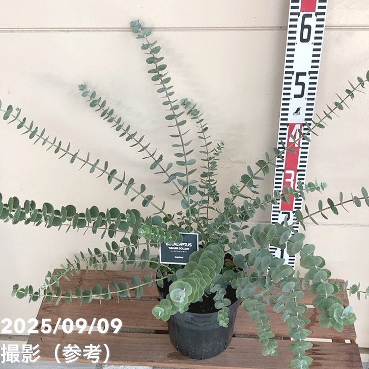 ユーカリ シルバーダラー 5.5号|花木04-PA