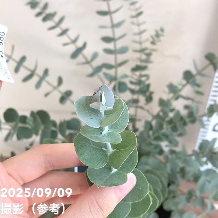 ユーカリ シルバーダラー 5.5号|花木04-PA