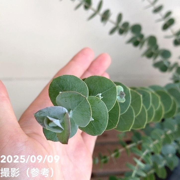 ユーカリ シルバーダラー 5.5号|花木04-PA