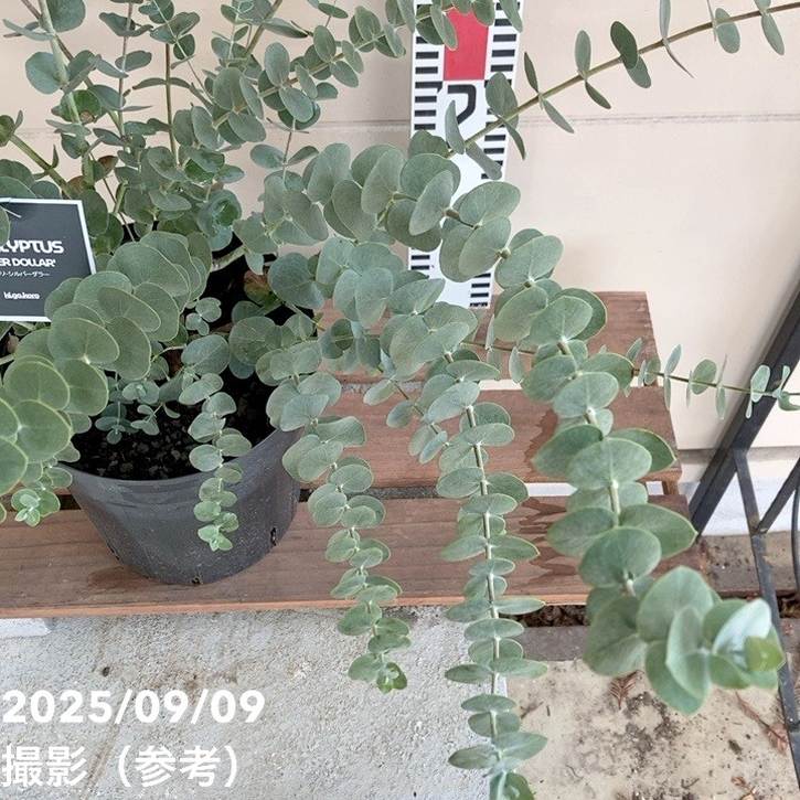 ユーカリ シルバーダラー 5.5号|花木04-PA