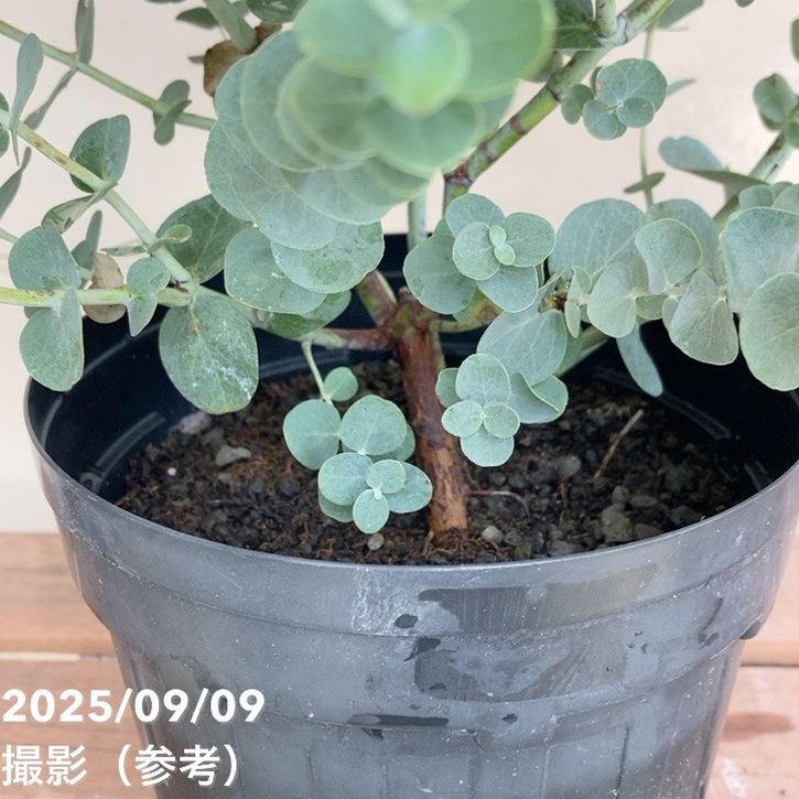 ユーカリ シルバーダラー 5.5号|花木04-PA