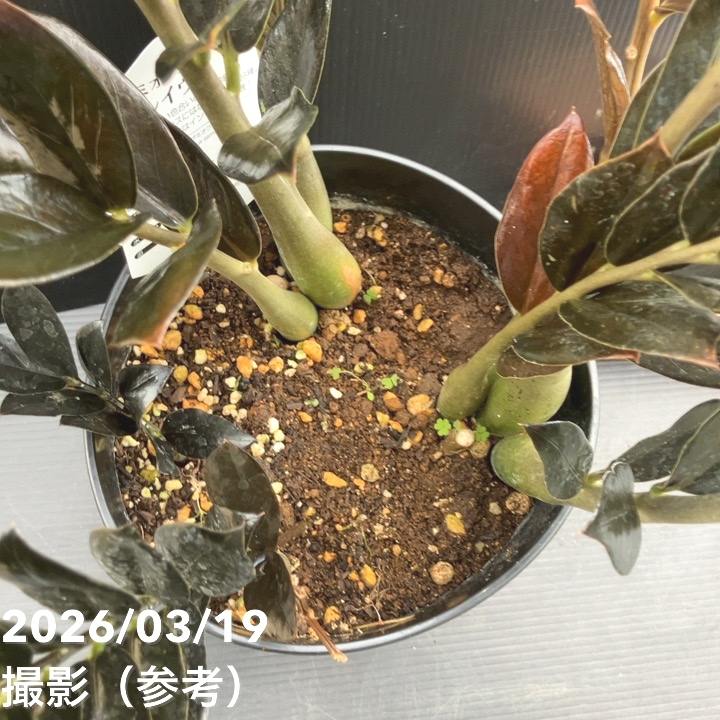 お買い得 現品お届け】ザミオクルカス レイヴン 7号（2）｜観葉10-TU