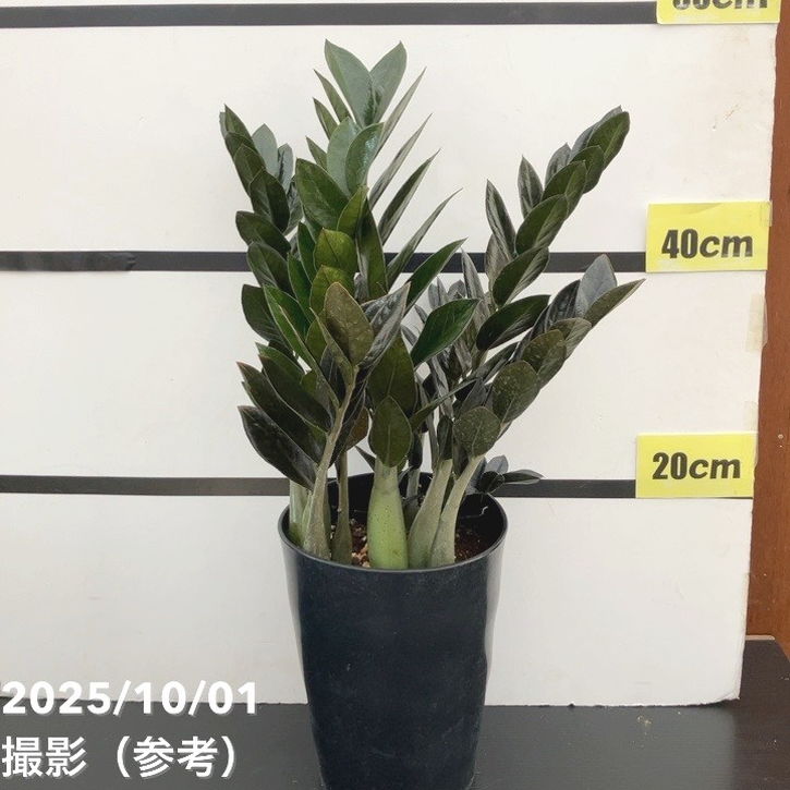 在庫なし。黒いザミオクルカス　斑入り 現品お届け】ザミオクルカス レイヴン 7号（2）｜観葉10-TU