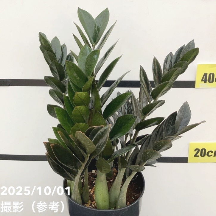 現品お届け】ザミオクルカス レイヴン 7号（2）｜観葉10-TU