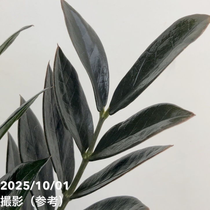 ザミオクルカス7号　250923 専用になりますm(__)mザミオクルカス斑入り 7号 250923 - メルカリ