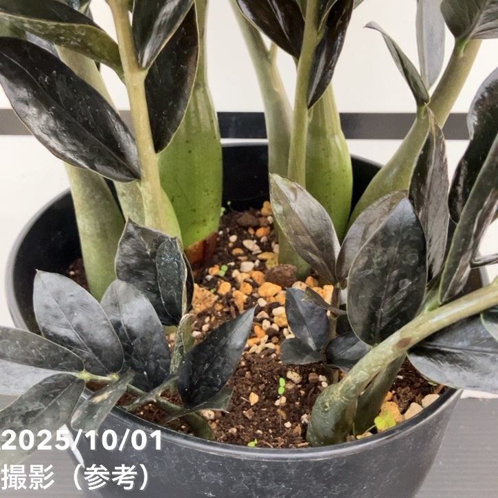 現品お届け】ザミオクルカス レイヴン 7号（2）｜観葉10-TU