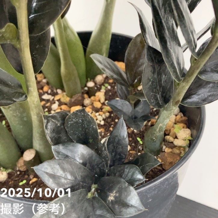 現品お届け】ザミオクルカス レイヴン 7号（2）｜観葉10-TU