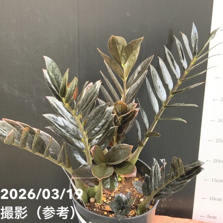 お買い得 現品お届け】ザミオクルカス レイヴン 7号（2）｜観葉10-TU