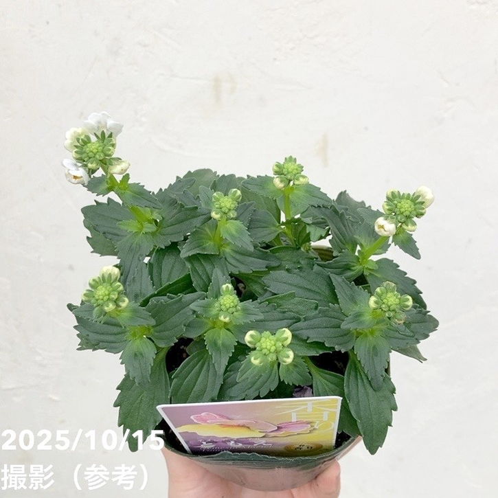 ネメシア メーテル ともえ 3.5号×3株セット｜草花04-PA | 草花 | 赤塚