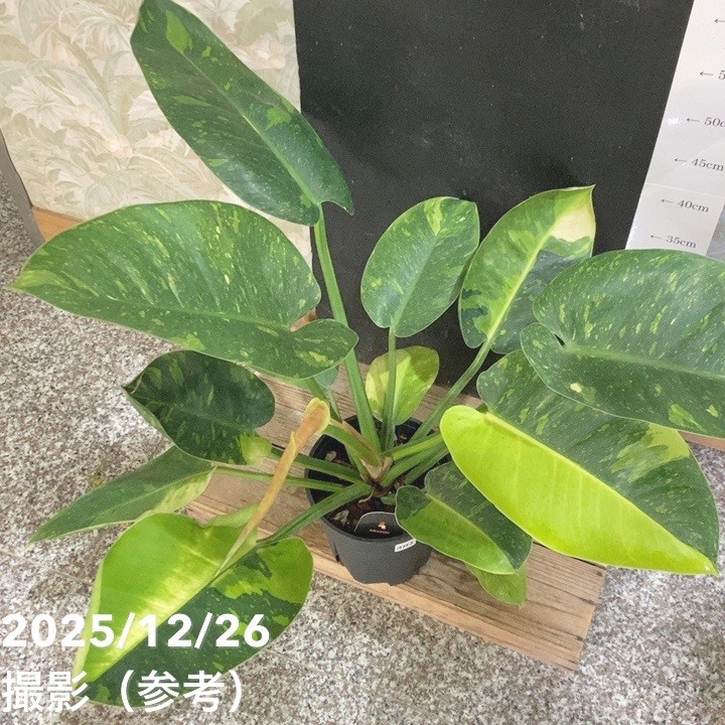 現品お届け】フィロデンドロン グリーンコンゴ Philodendron Green