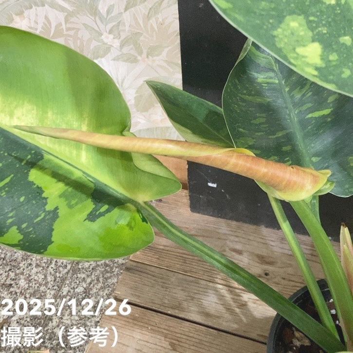 1927年フィリピンのクリオン島ハンセン病コロニー5センタボス硬貨（大珍） 現品お届け】フィロデンドロン グリーンコンゴ Philodendron Green