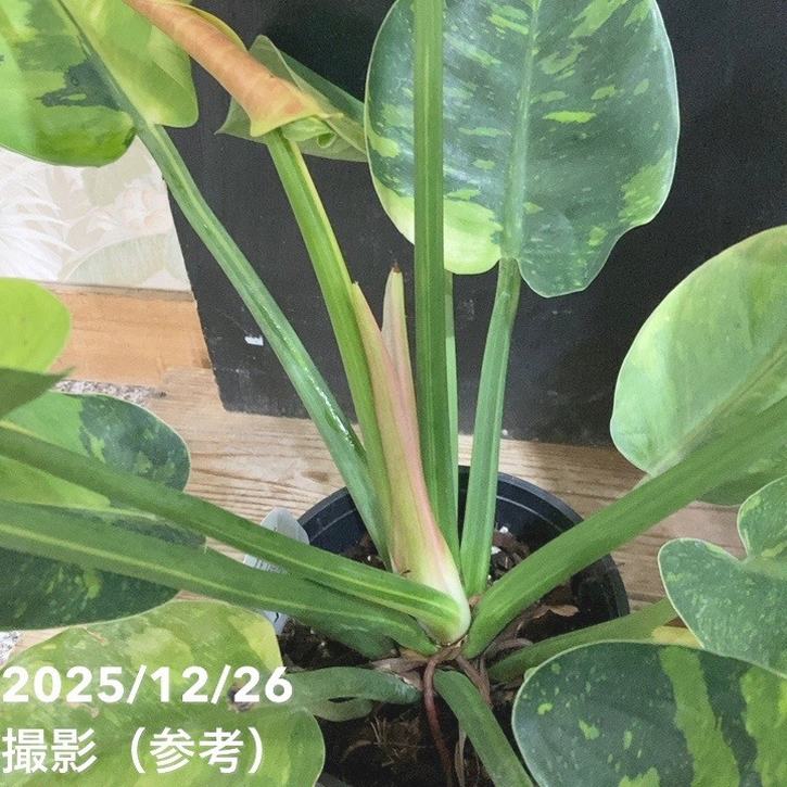 1927年フィリピンのクリオン島ハンセン病コロニー5センタボス硬貨（大珍） 3135. 極美品 1944年 フィリピン 5センタボス 硬貨 - メルカリ