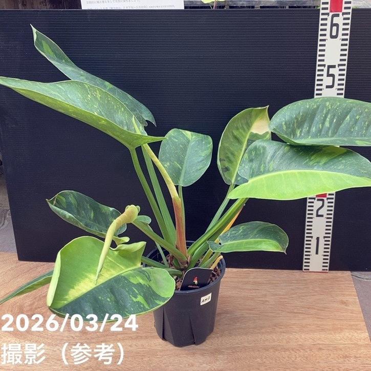 現品お届け】フィロデンドロン グリーンコンゴ Philodendron Green