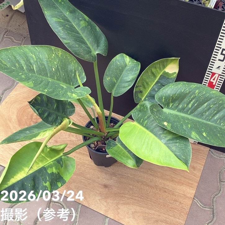 現品お届け】フィロデンドロン グリーンコンゴ Philodendron Green