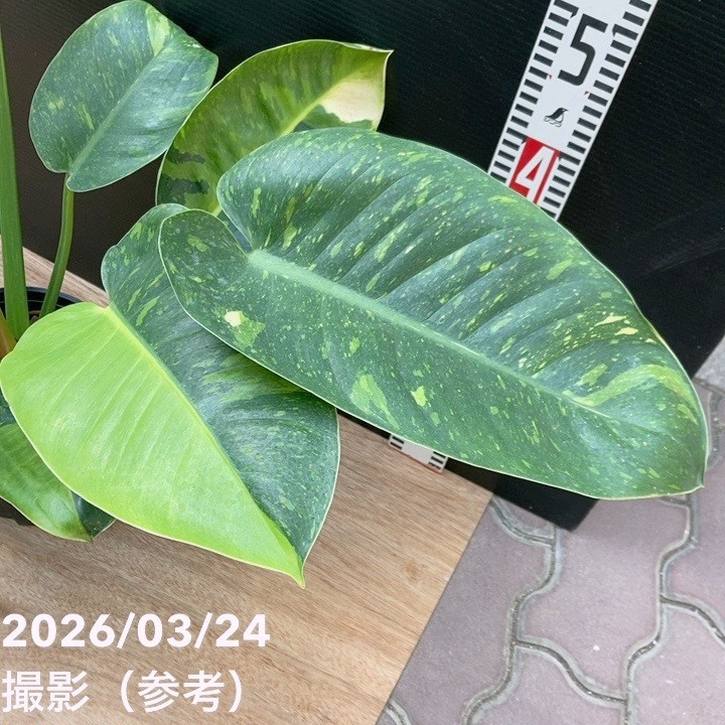 現品お届け】フィロデンドロン グリーンコンゴ Philodendron Green
