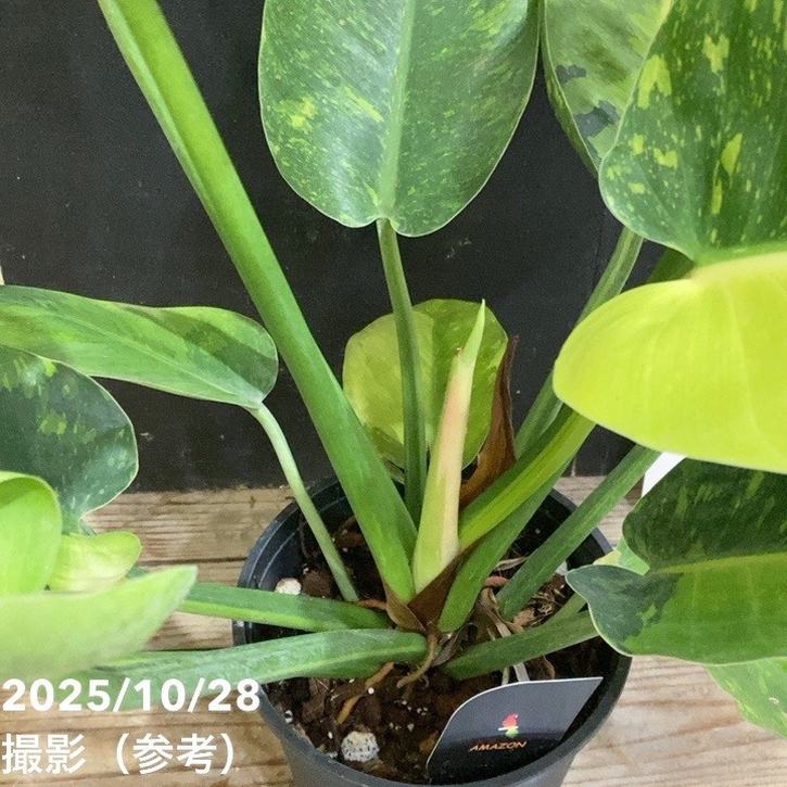 現品お届け】フィロデンドロン グリーンコンゴ Philodendron Green