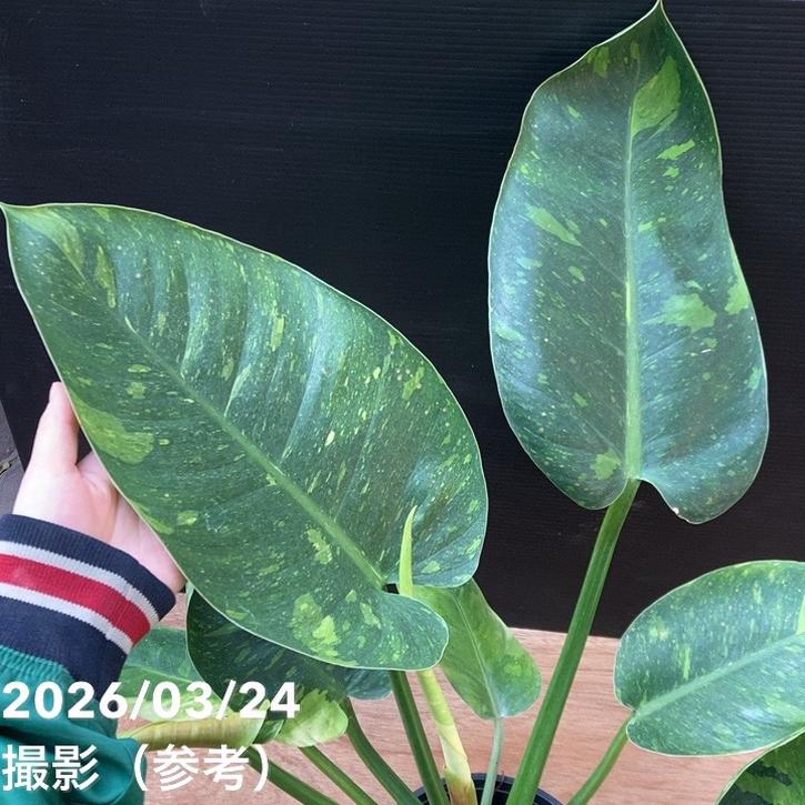Philodendron lentii　フィロデンドロン　レンティ　特大株 種子] フィロデンドロン レンティ Philodendron lentii | 観葉植物