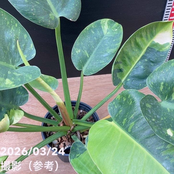 現品お届け】フィロデンドロン グリーンコンゴ Philodendron Green