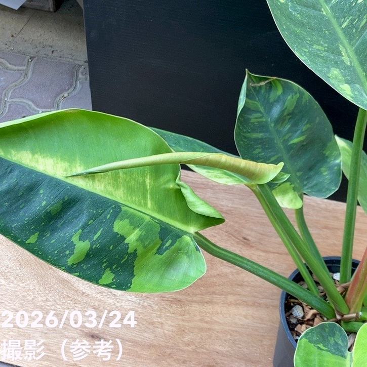 現品お届け】フィロデンドロン グリーンコンゴ Philodendron Green