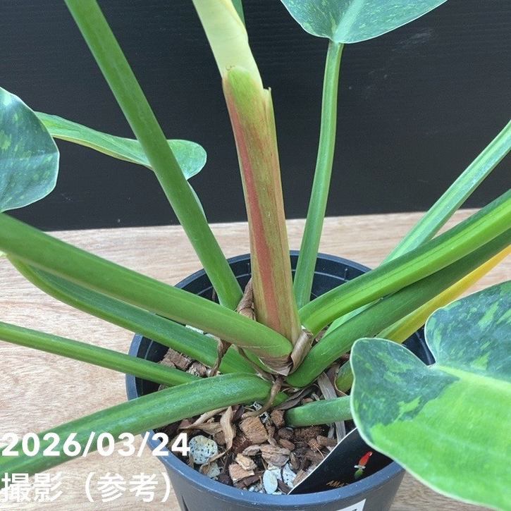 ロジョコンゴフィロデンドロン　大型グリーン 現品お届け】フィロデンドロン グリーンコンゴ Philodendron Green