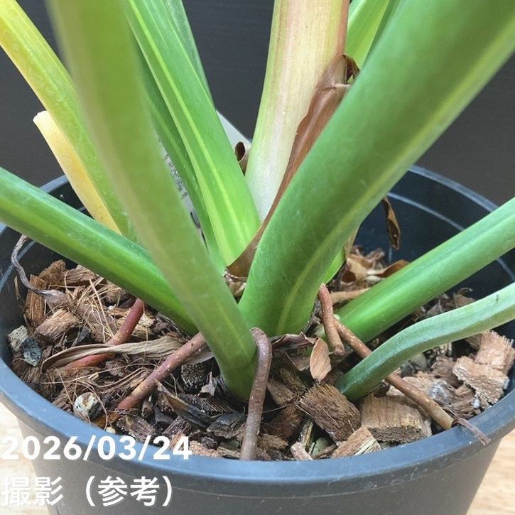 現品お届け】フィロデンドロン グリーンコンゴ Philodendron Green