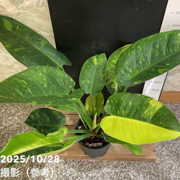 現品お届け】フィロデンドロン グリーンコンゴ Philodendron Green