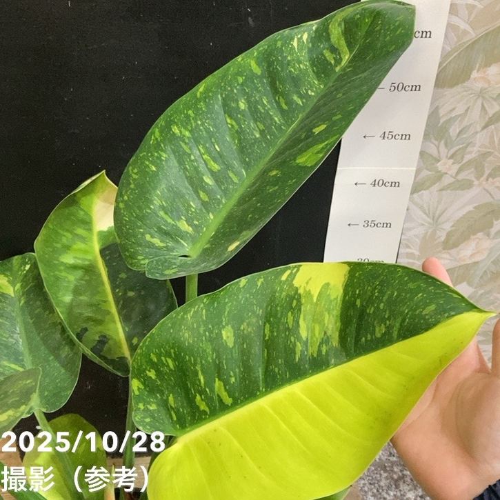 1927年フィリピンのクリオン島ハンセン病コロニー5センタボス硬貨（大珍） 3135. 極美品 1944年 フィリピン 5センタボス 硬貨 - メルカリ