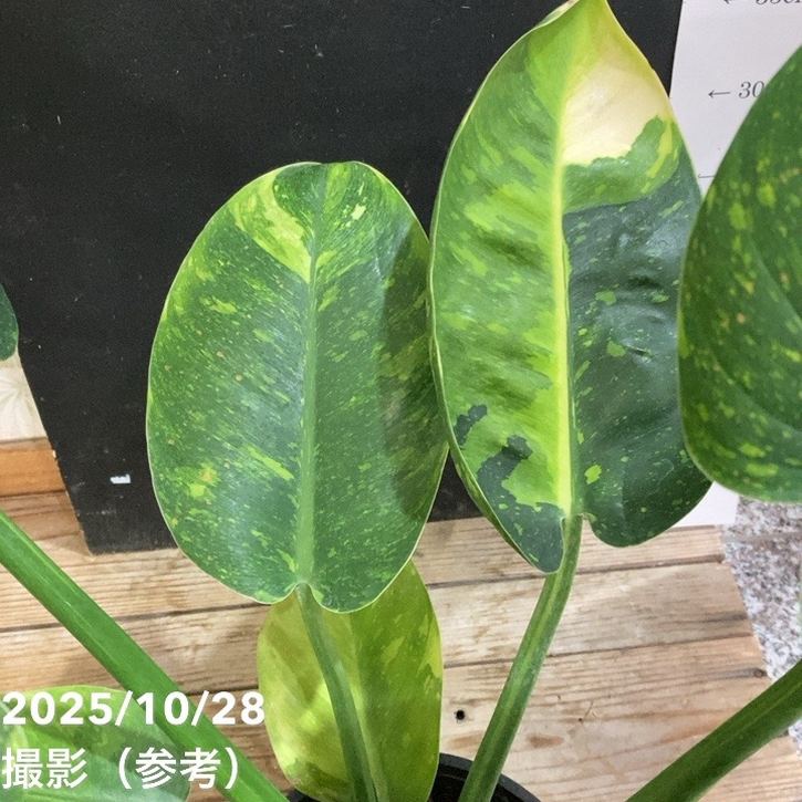 現品お届け】フィロデンドロン グリーンコンゴ Philodendron Green