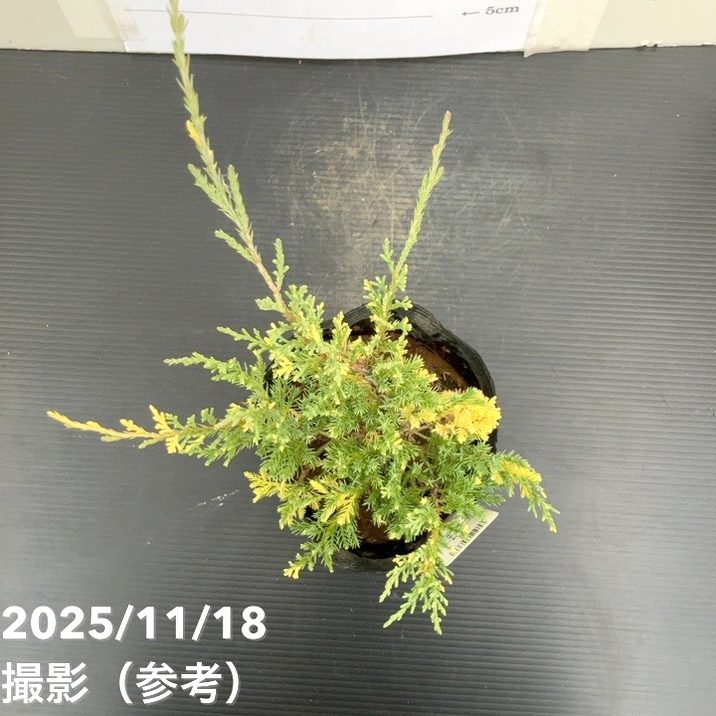コニファー這性 ブルー&ゴールド 5号|花木10-TU