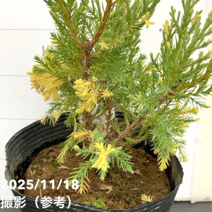 コニファー這性 ブルー&ゴールド 5号|花木10-TU