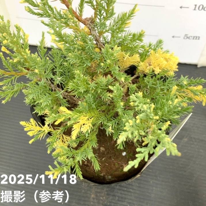 コニファー這性 ブルー&ゴールド 5号|花木10-TU
