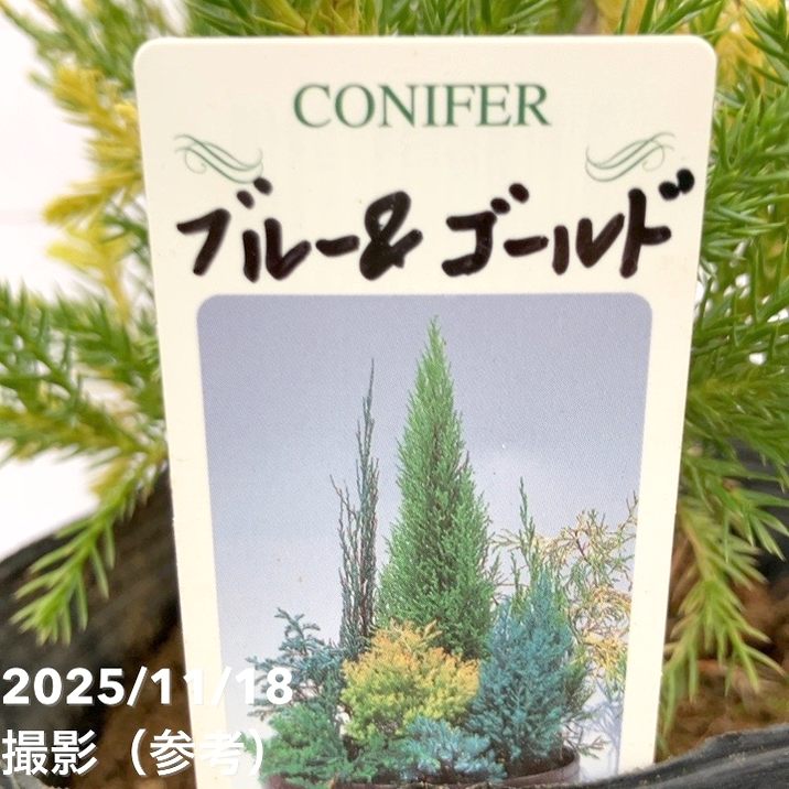 コニファー這性 ブルー&ゴールド 5号｜花木10-TU | 花木・庭木,[垣根