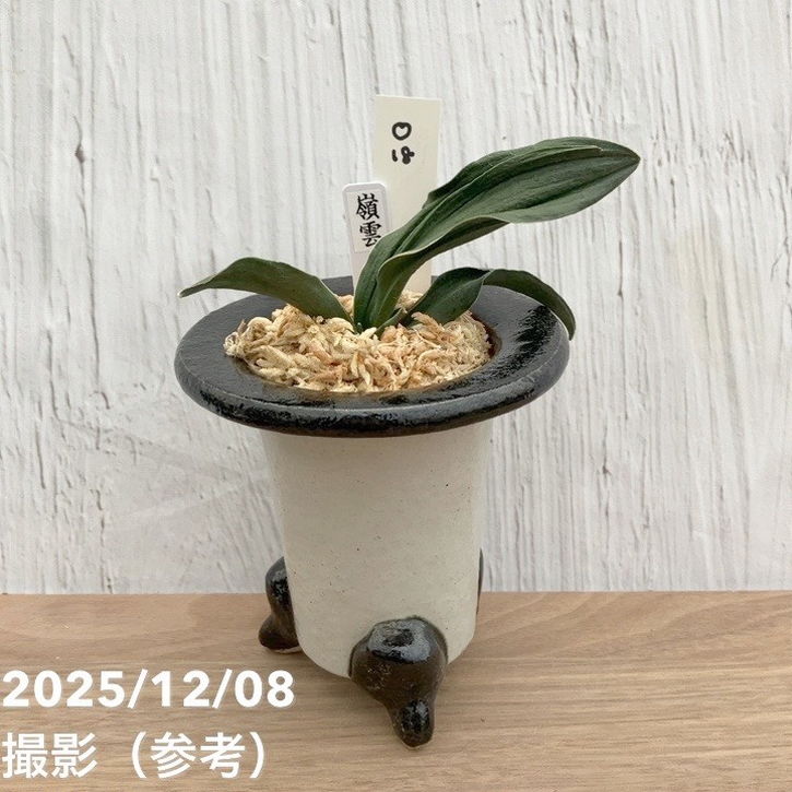 万年青鉢 六角鉢 錦鉢 万年青鉢 管理No.333 安く 買う