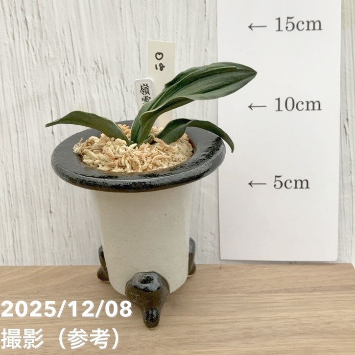 現品お届け】豊明園 万年青 オモト 嶺雲 陶器鉢（O18）｜観葉10-TU